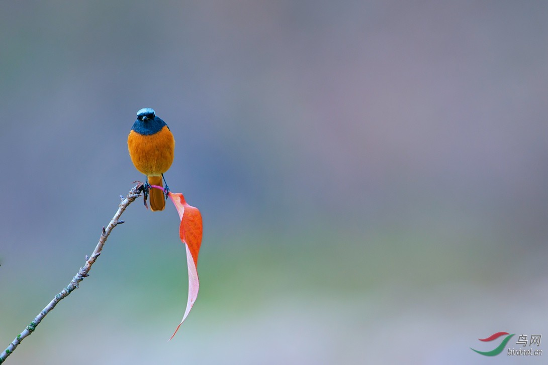 北红尾鸲 - 艺术创意版 鸟网