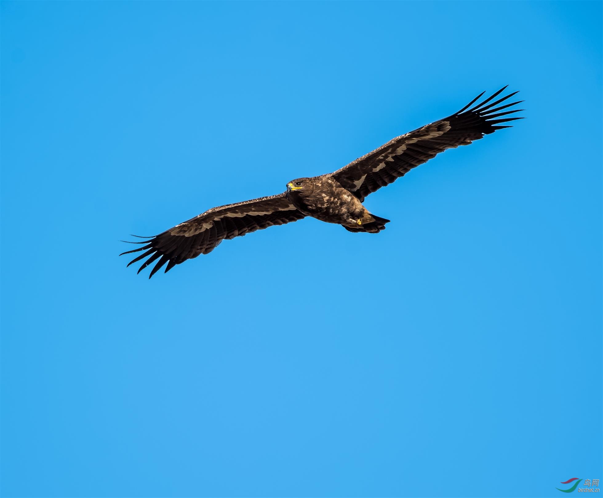 鹰击长空