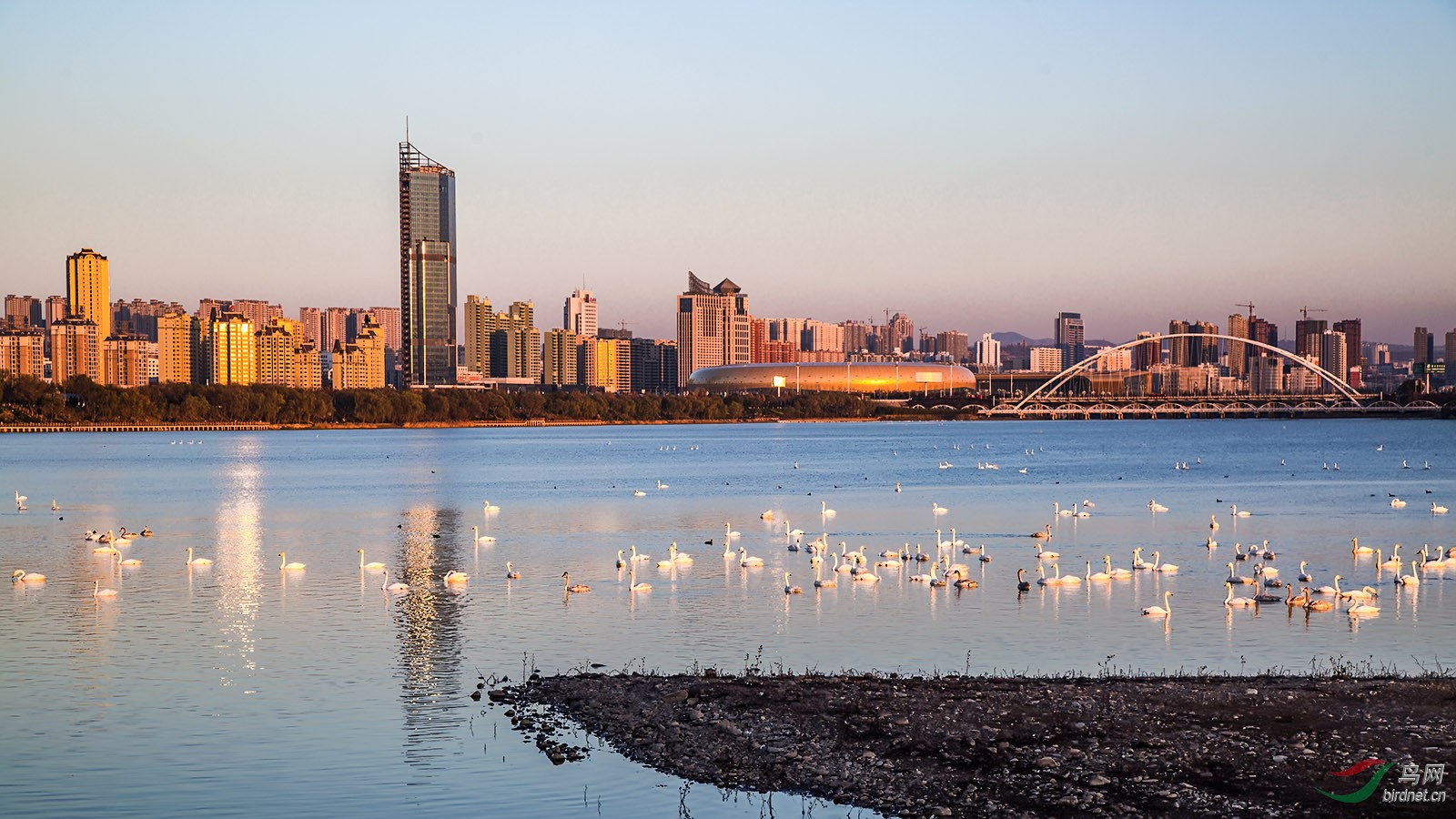 首次在河南版发帖,因为想让三门峡天鹅回归娘家,谢谢浏览多多关照.