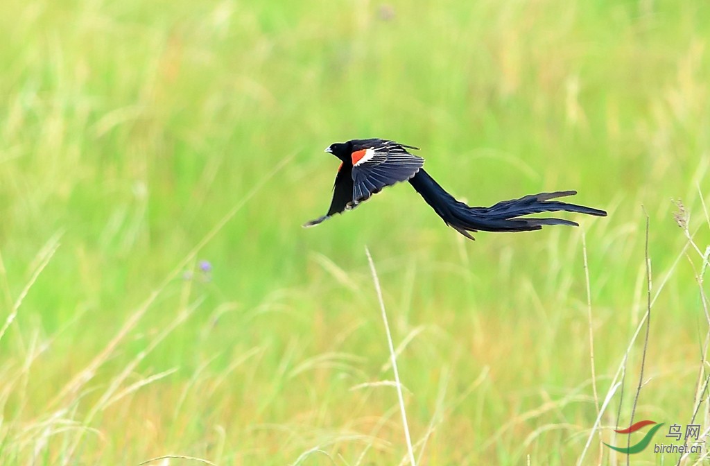 1长尾巧织雀Long-tailed Widowbird.jpg