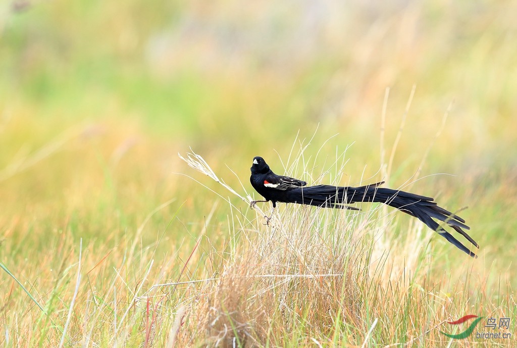 6长尾巧织雀Long-tailed Widowbird.jpg
