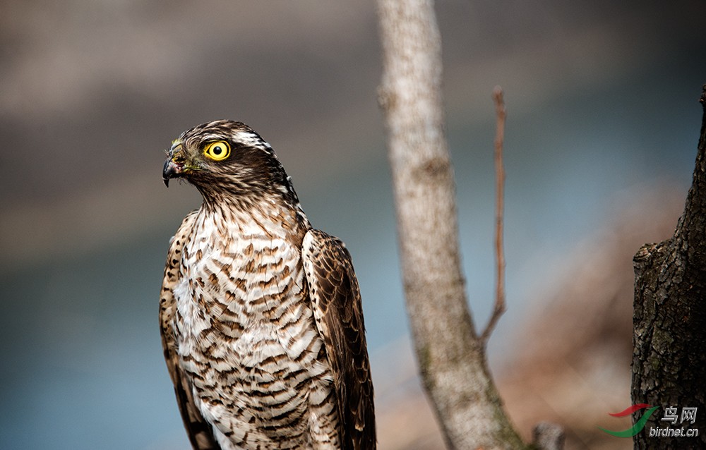 巧遇:这是鹰的什么品种? - 山东版 Shandong 鸟