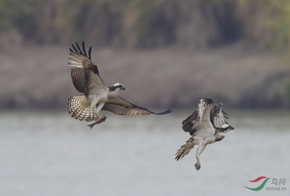 渔鹰/ 鹗 / osprey
