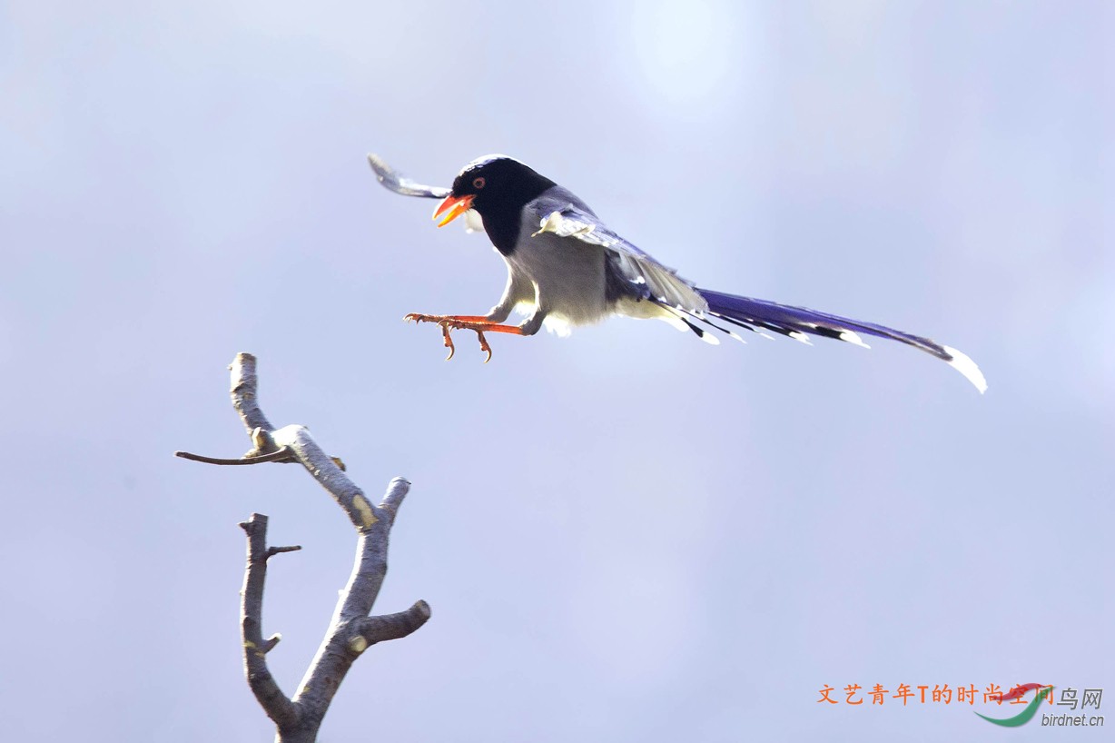 红嘴蓝鹊 - 2016年第一季度APP摄影比赛 鸟网