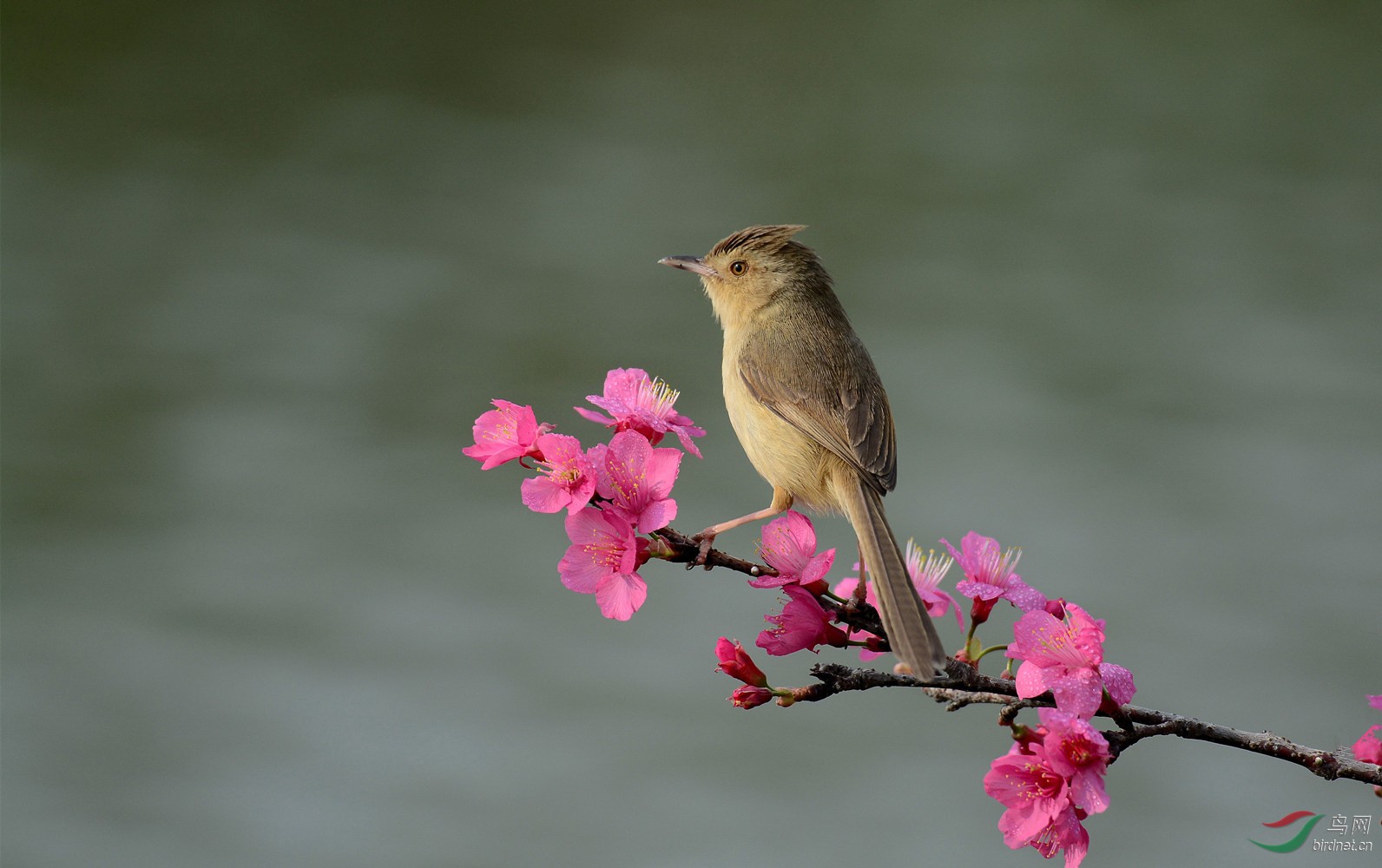 又到樱花季节时-- - 广东版 Guangdong 鸟网