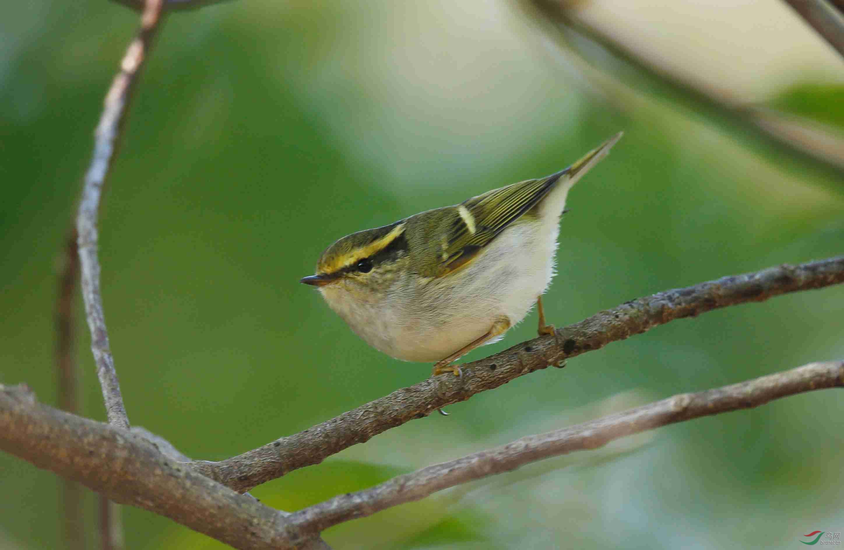 这是黄腰柳莺吗 鸟类识别 bird identification 鸟网