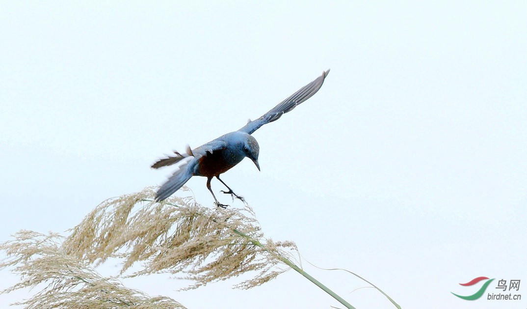 逆风而上 - 四川版 Sichuan 鸟网