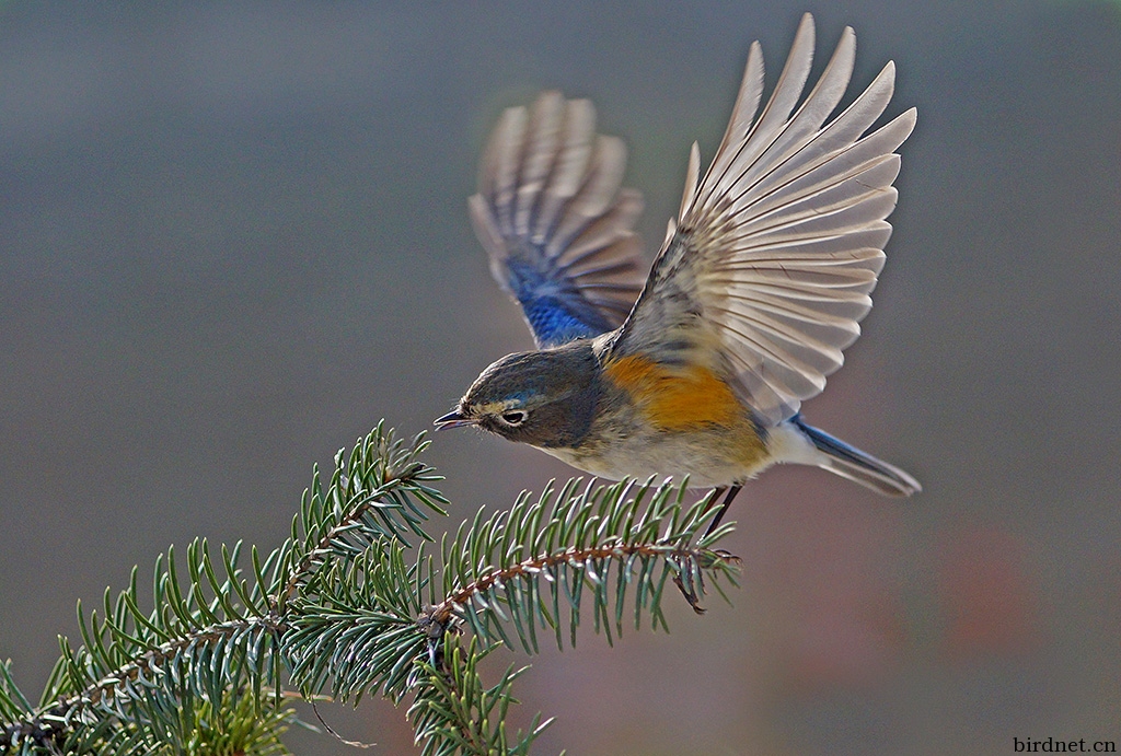 索尼微单5N+手动对焦镜头.红胁兰尾鸲