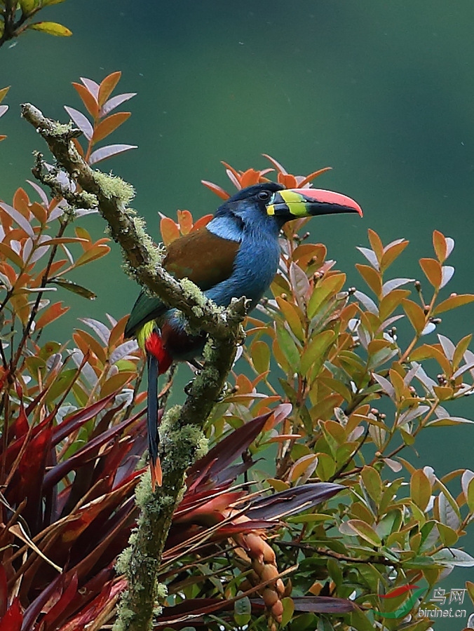 灰胸山巨嘴鸟3grey-breasted mountain-toucan.jpg