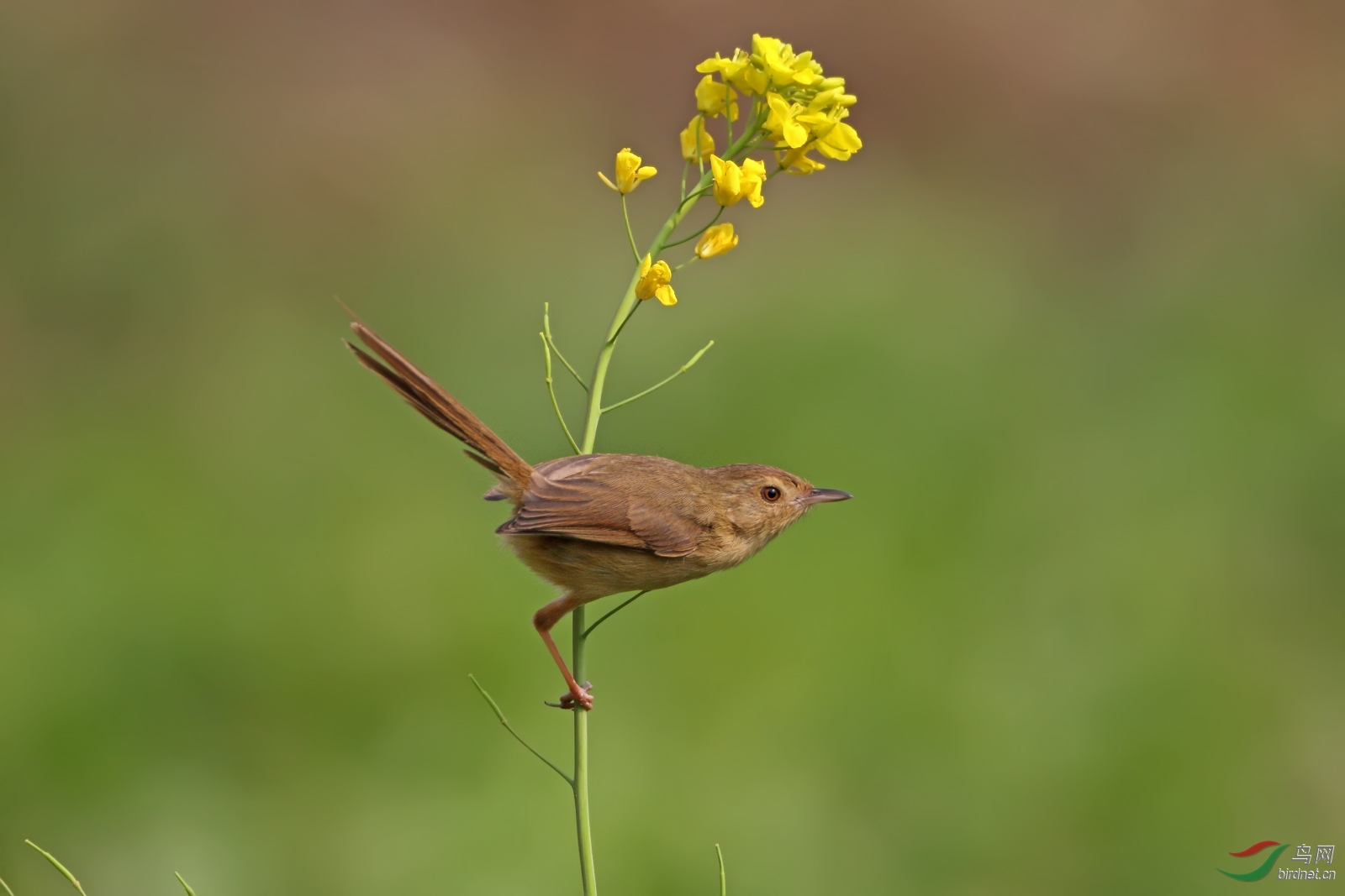 菜花春莺