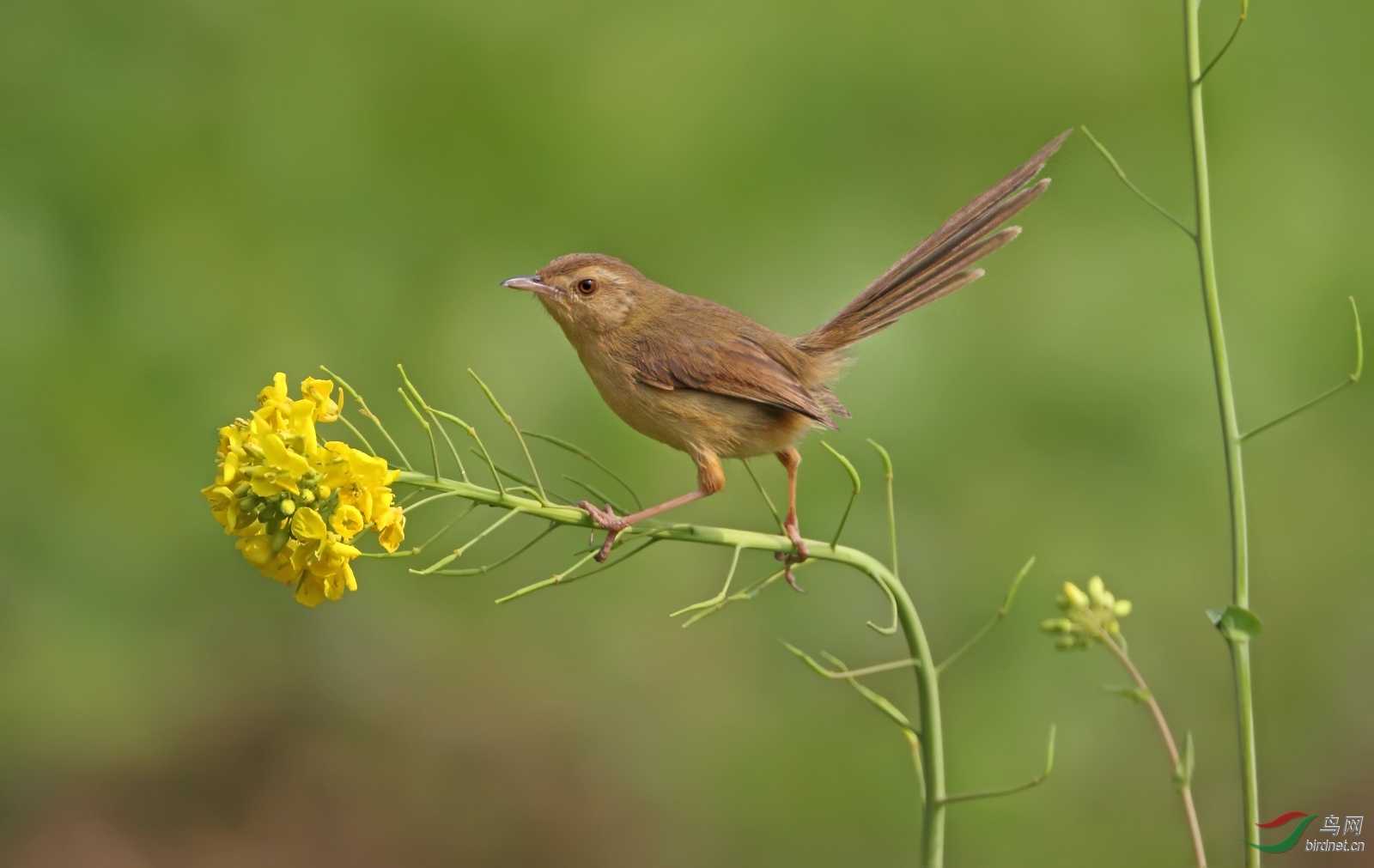 菜花春莺