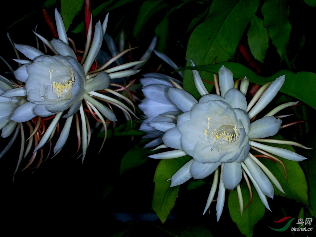 昙花