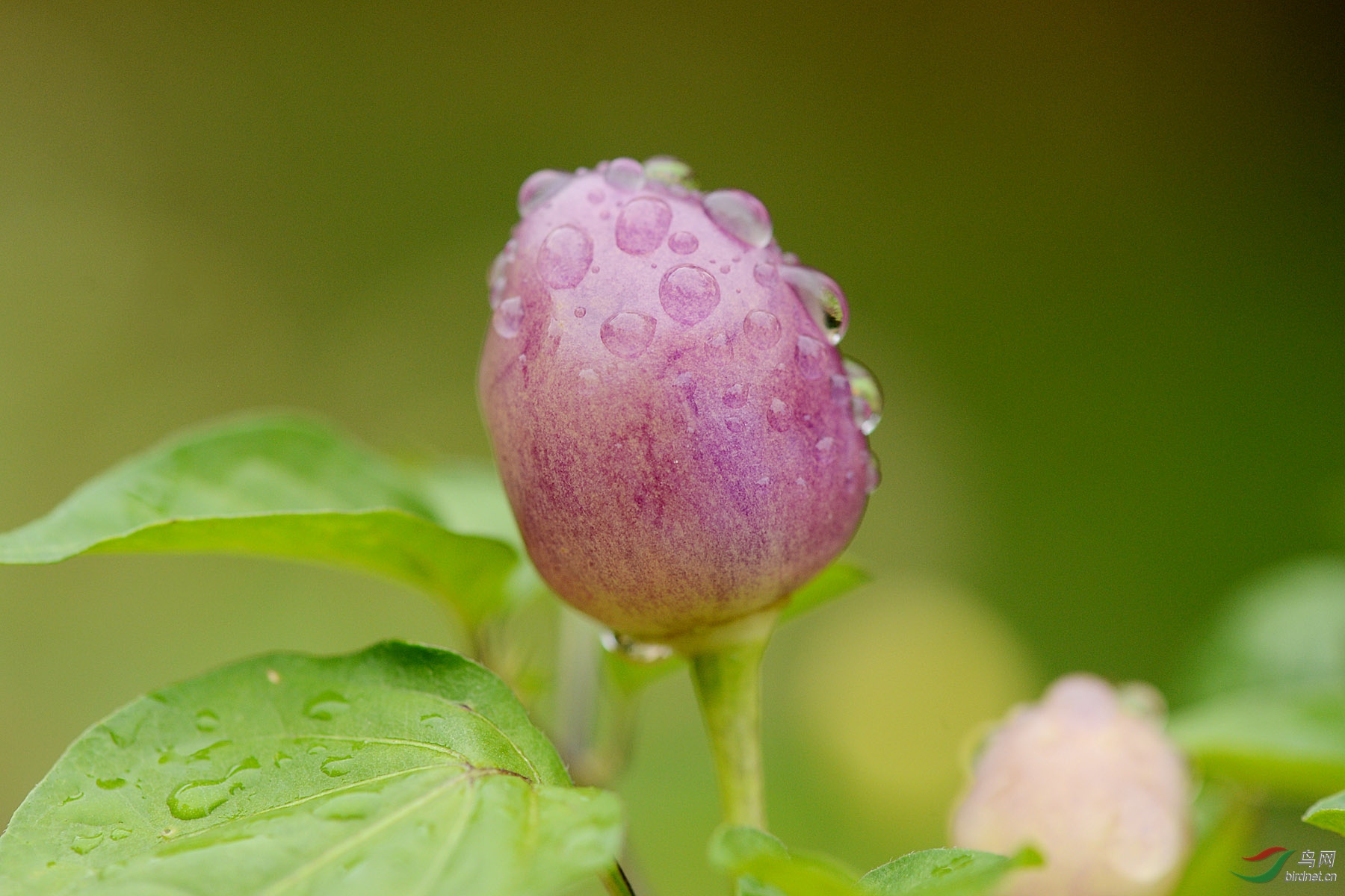 小花小果