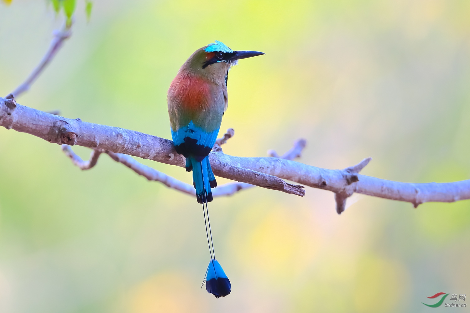 绿眉翠鴗turquoise-browed motmot副本.jpg