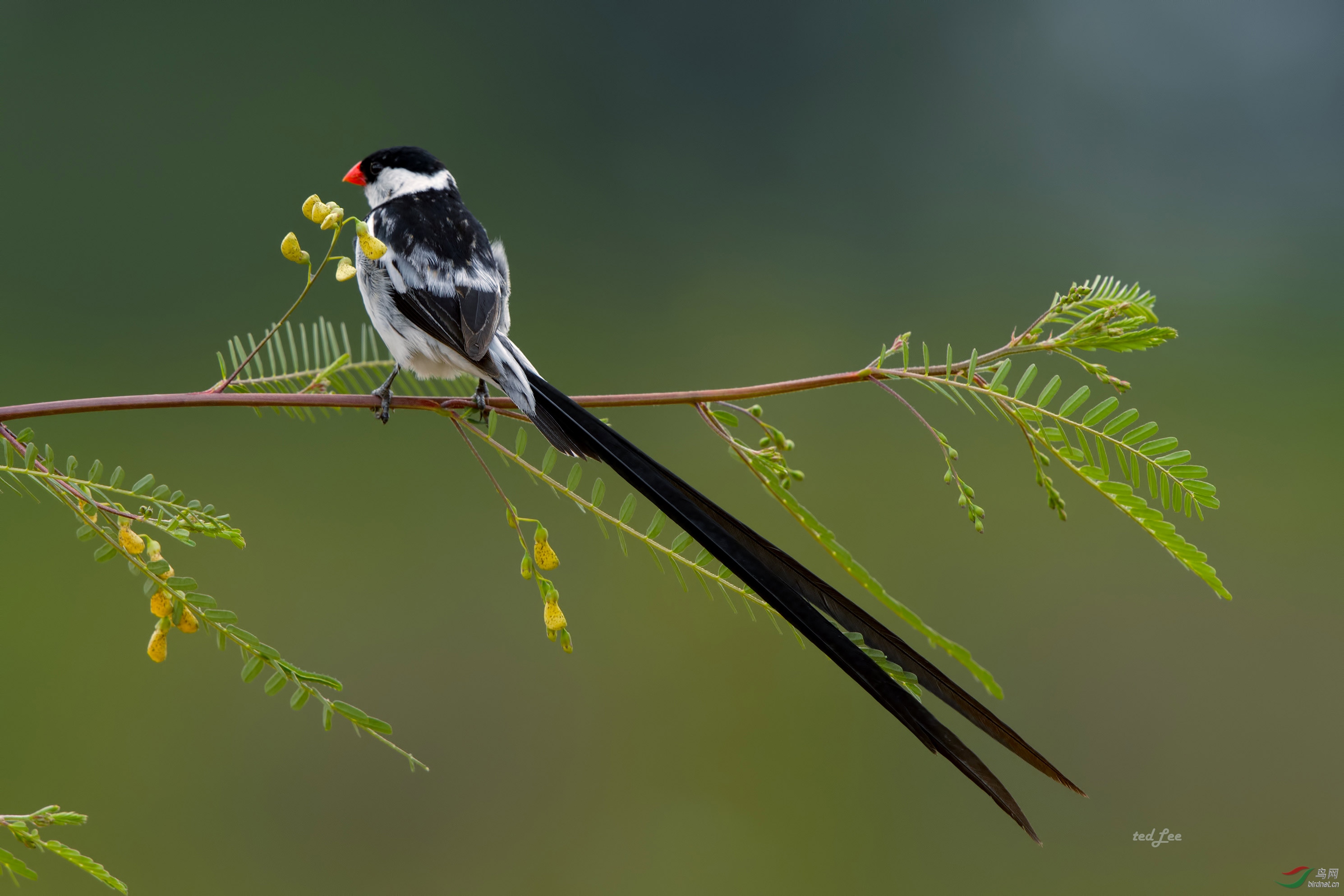 针尾维达鸟(pin-tailed whydah-vidua macroura 2016