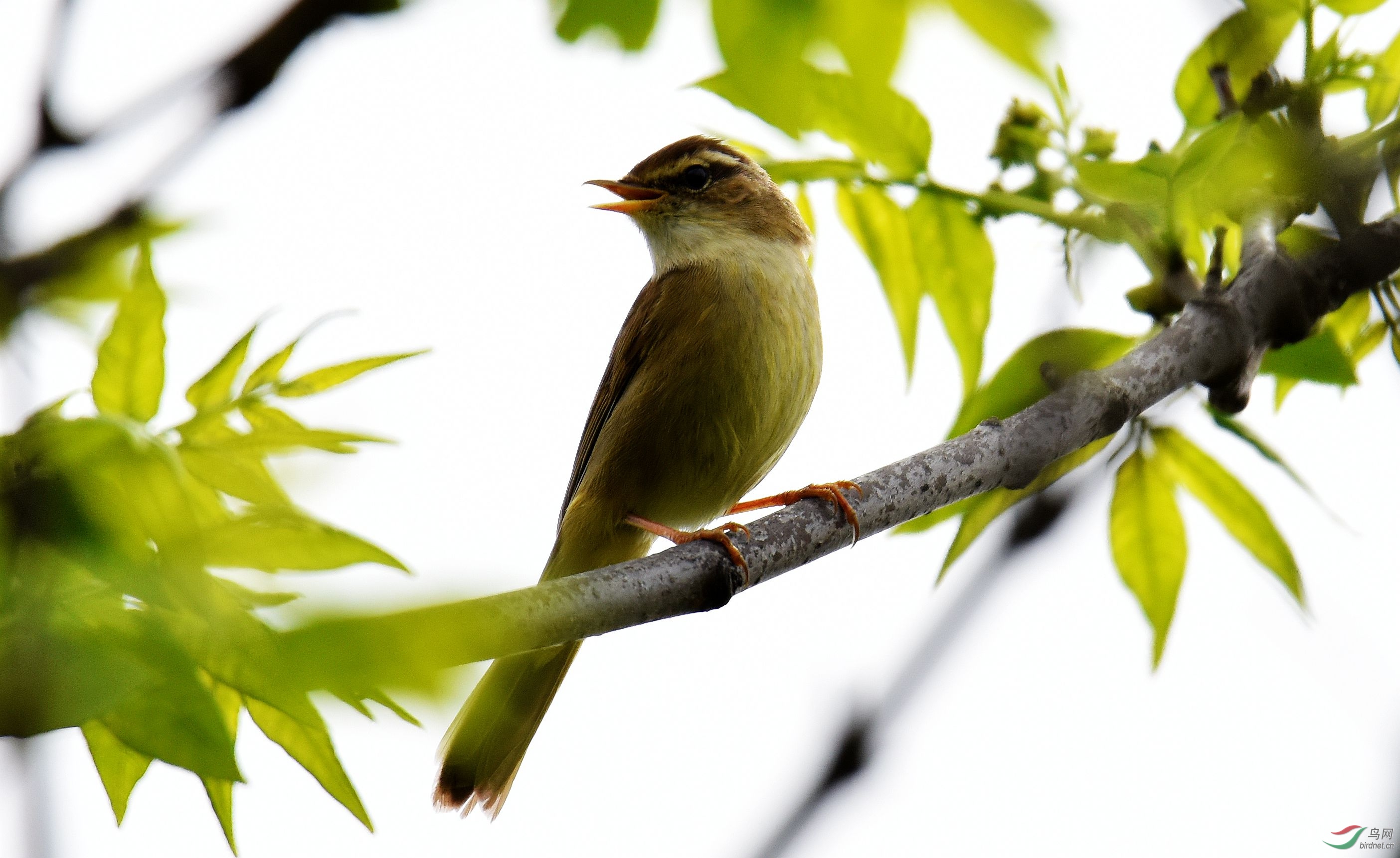这是什么鸟,叫声很好听--秦岭黄峪