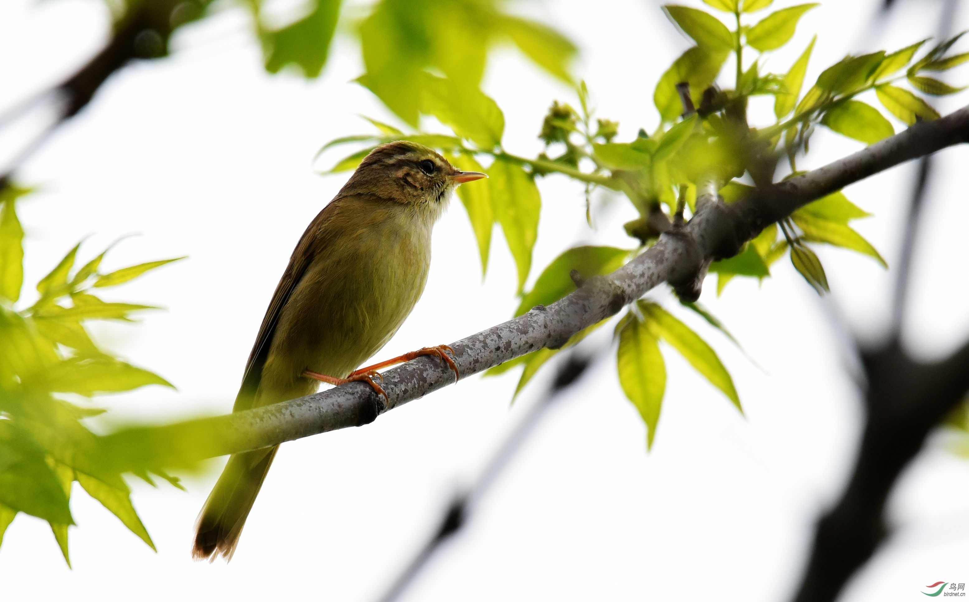 这是什么鸟,叫声很好听--秦岭黄峪
