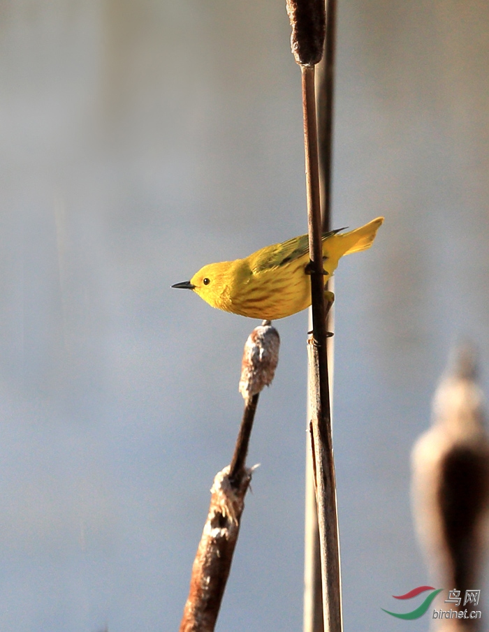 北美黄林莺yellowwarbler