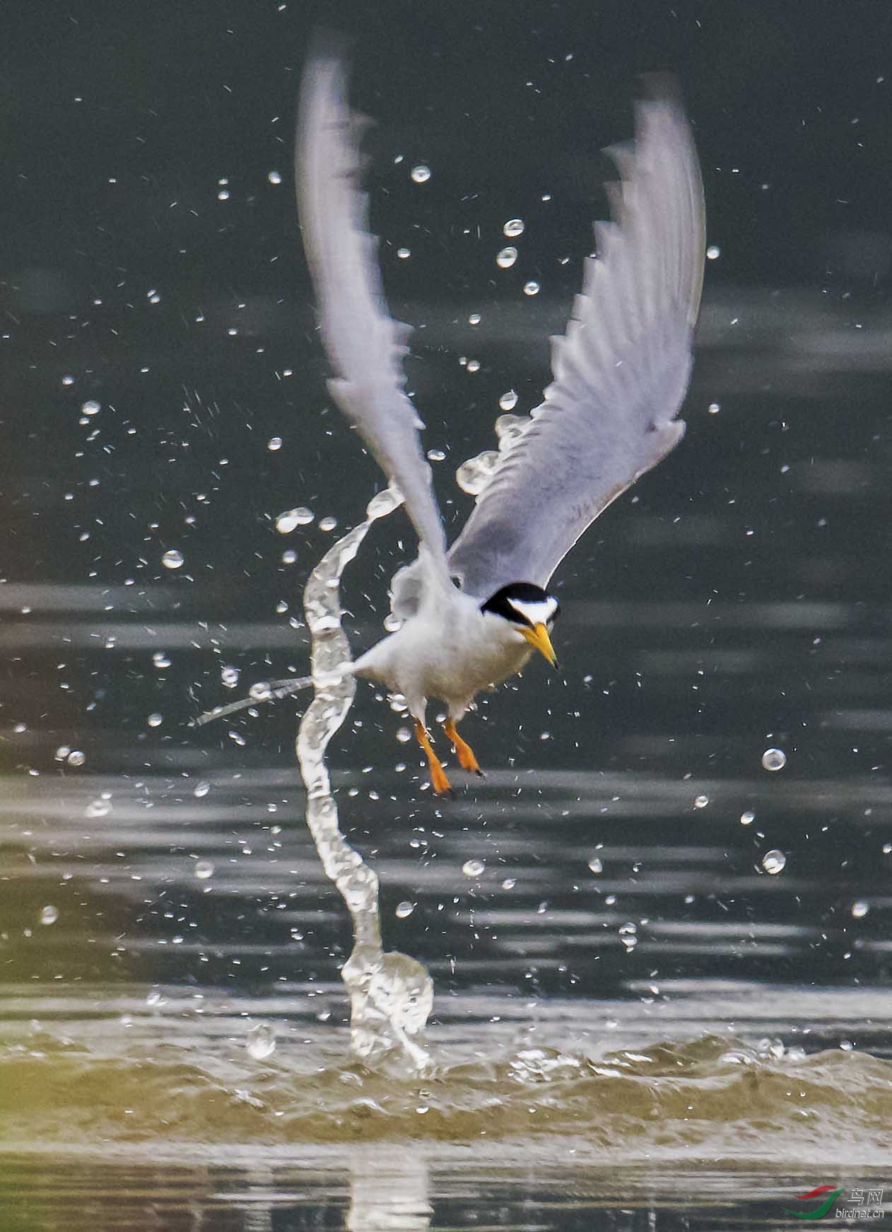 黑额燕鸥