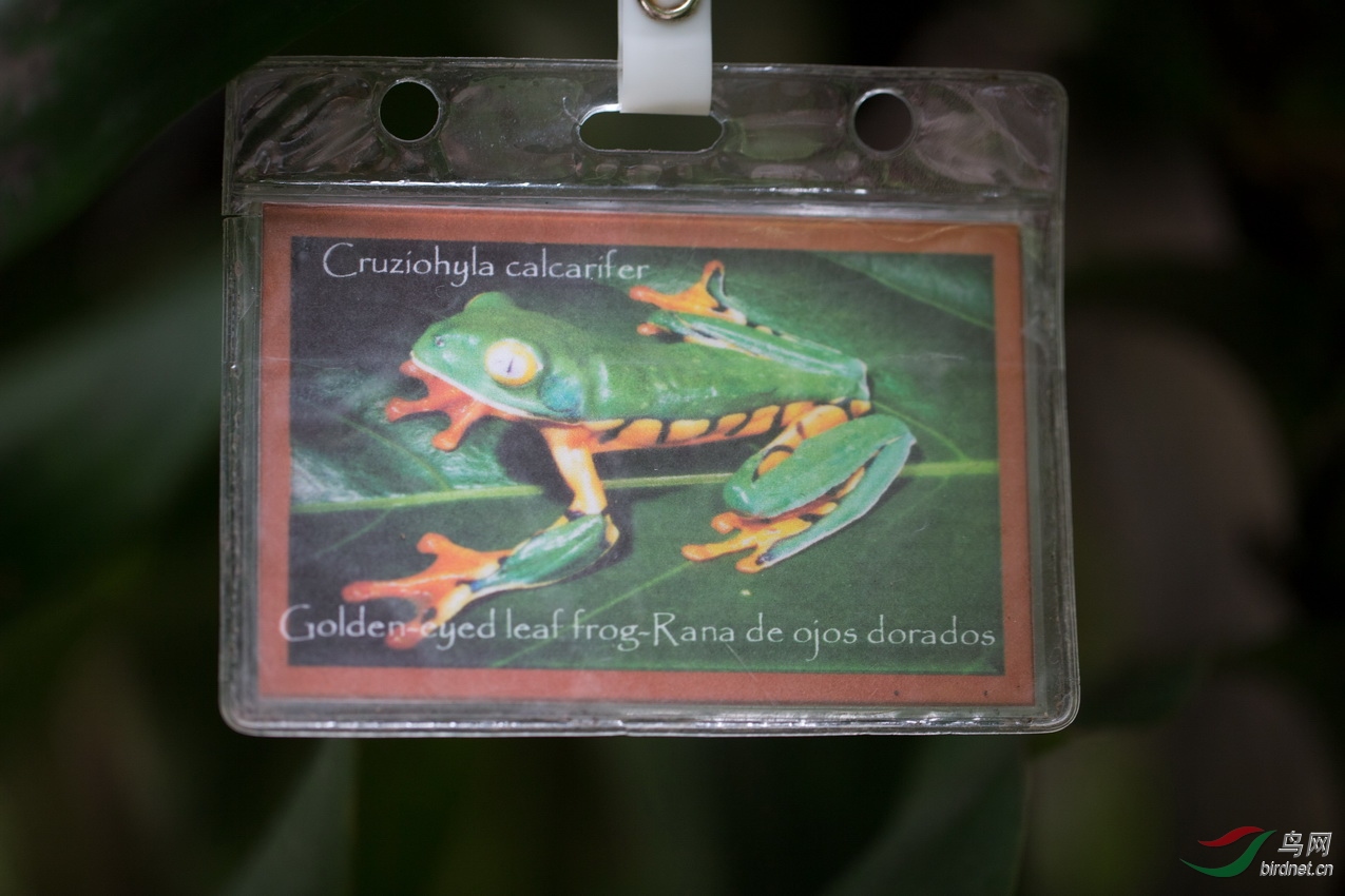 求翻译哥斯达黎加--- 是红眼睛青蛙吗?