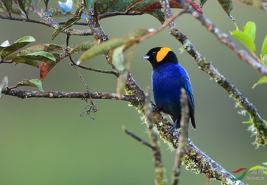 黄领彩裸鼻雀yellow-scarfed tanager.jpg