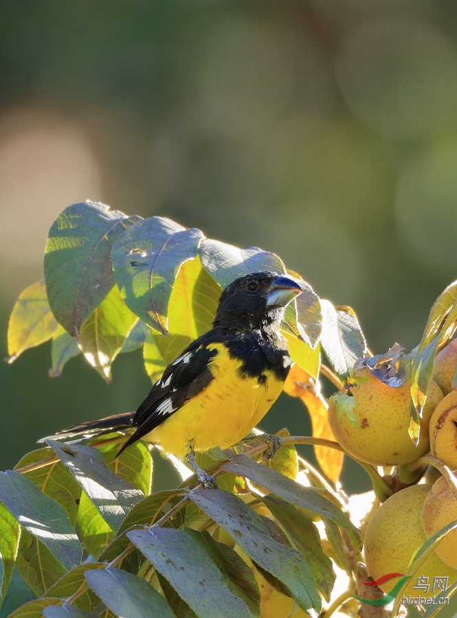 黑背白斑翅雀black-backed grosbeak.jpg