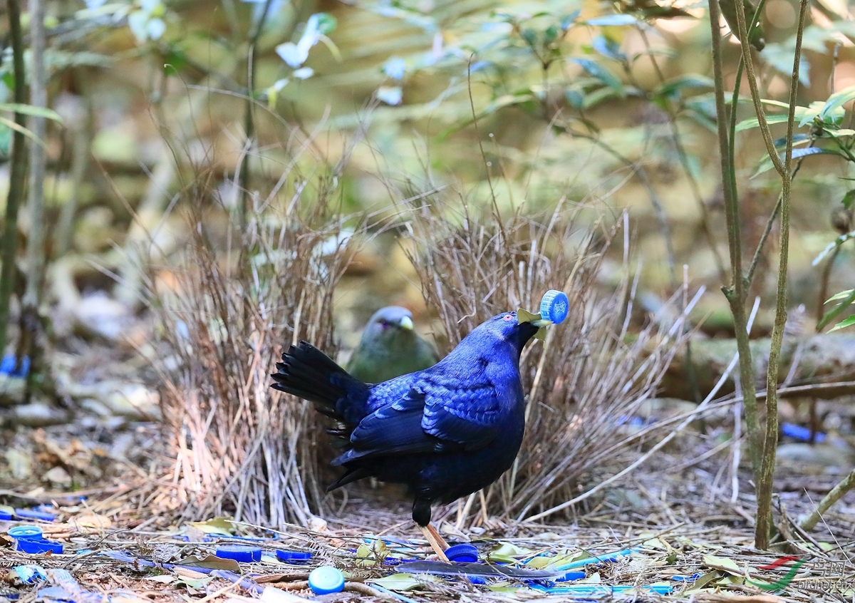 缎蓝园丁鸟satin bowerbird.jpg