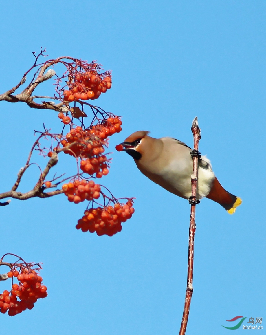高空取食