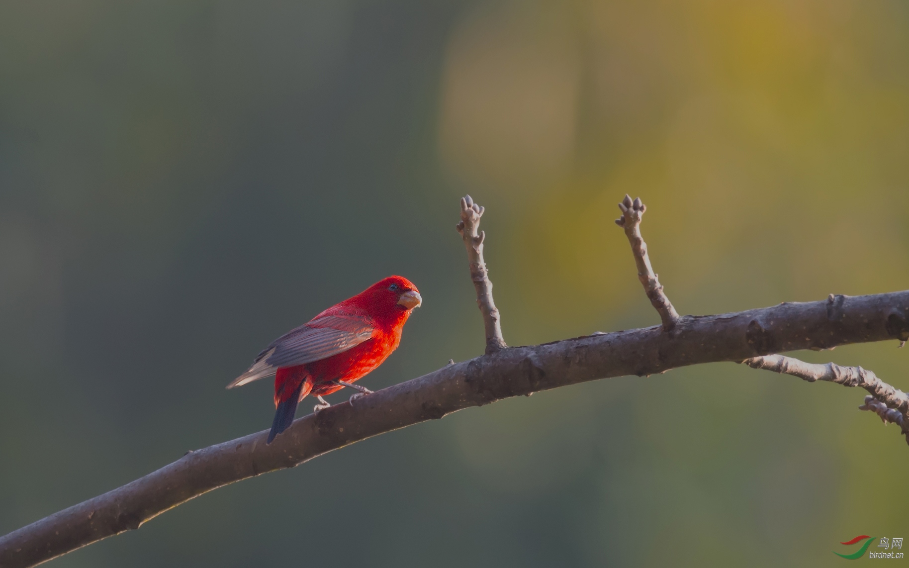 蓝色血的鸟 084854cvhlle6rwupabp3h.jpg