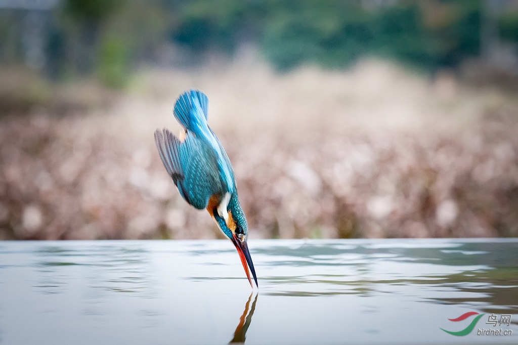 小翠捕鱼。静若止水,动如脱兔。