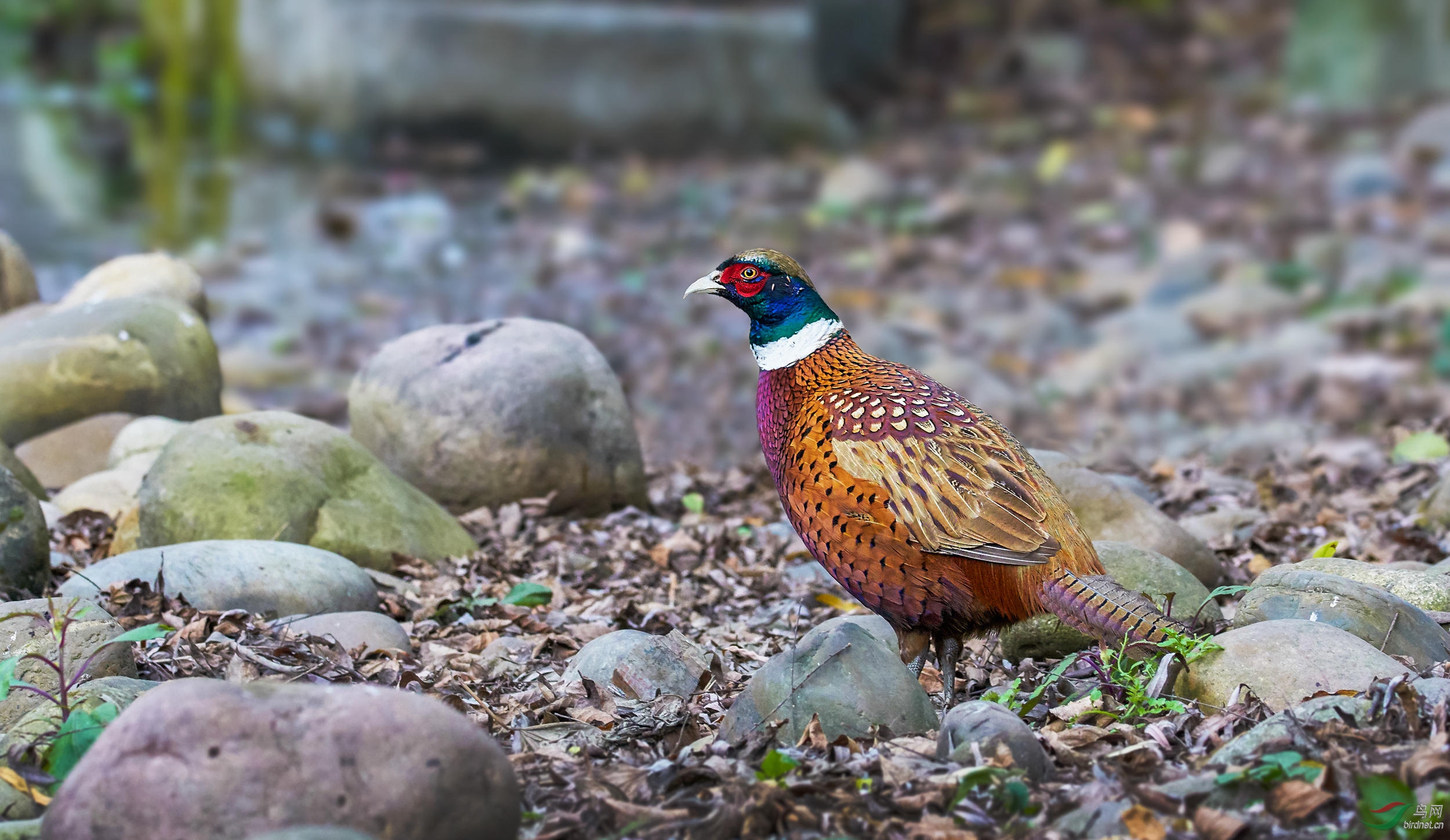 继续发本套器材拍摄的鸟片(索尼A6500+metab