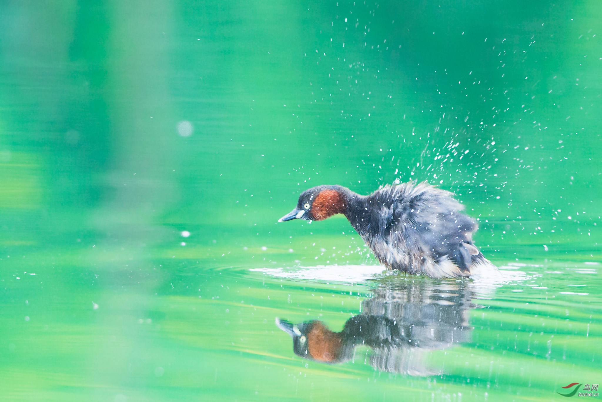 春寒赐浴华清池,温泉水滑洗凝脂。