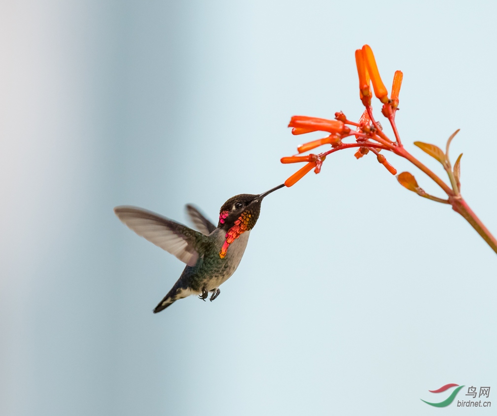 bee hummingbird 世界最小鸟,求偶期羽毛紫色飞版