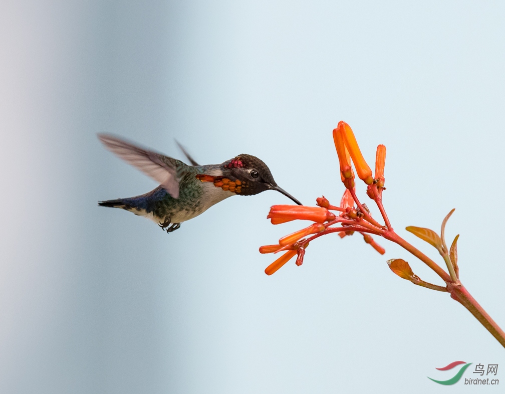 beehummingbird世界最小鸟求偶期羽毛紫色飞版