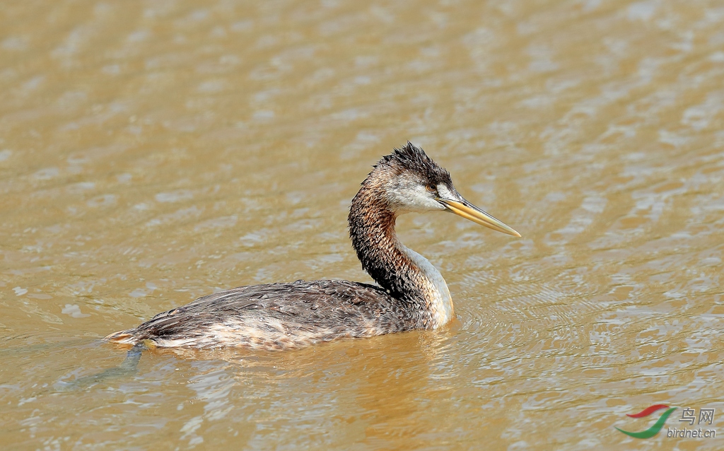 大鸊鷉great grebe.jpg