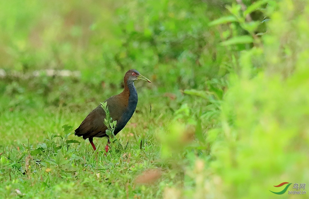 灰胸秧鸡gray-breasted crake.jpg