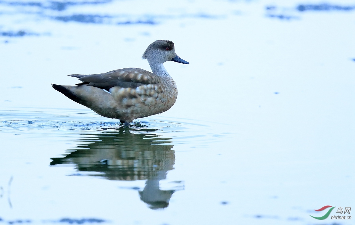冠鸭crested duck.jpg