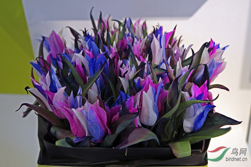 荷兰库肯霍夫郁金香公园小温室郁金香珍稀品种