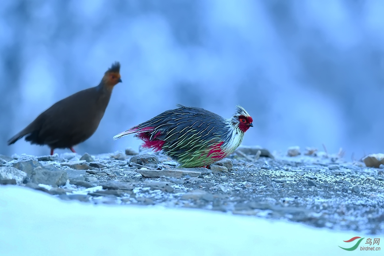 藏雪雉