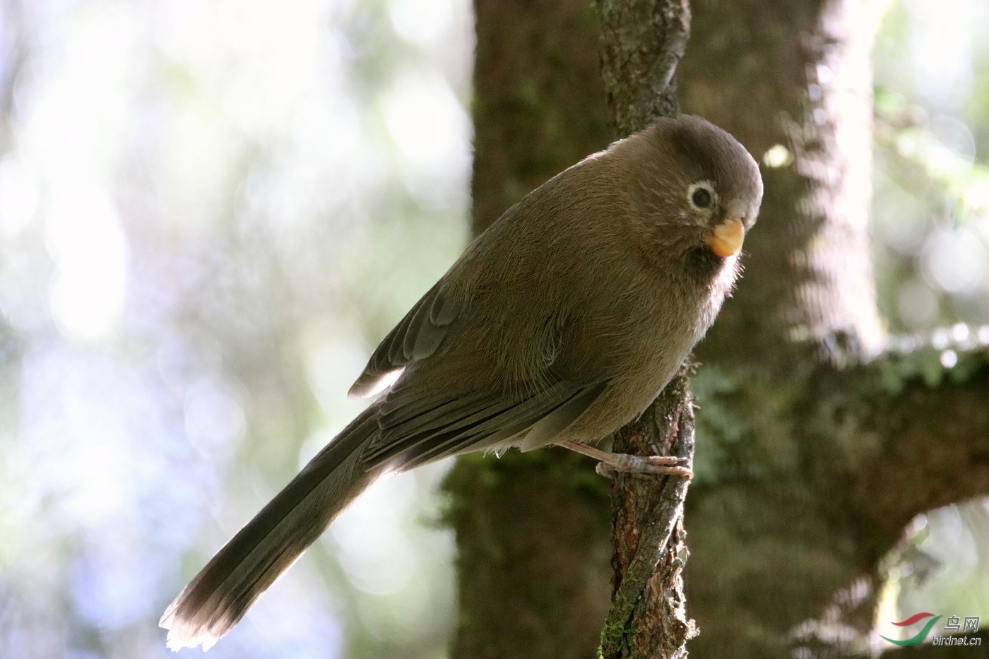 来自四川卧龙高山的密林隐士--三趾鸦雀