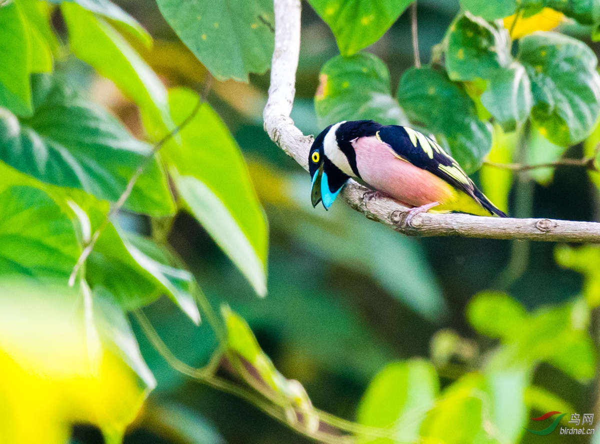 真的要感谢上帝造物主,让鸟儿能如此美轮美奂