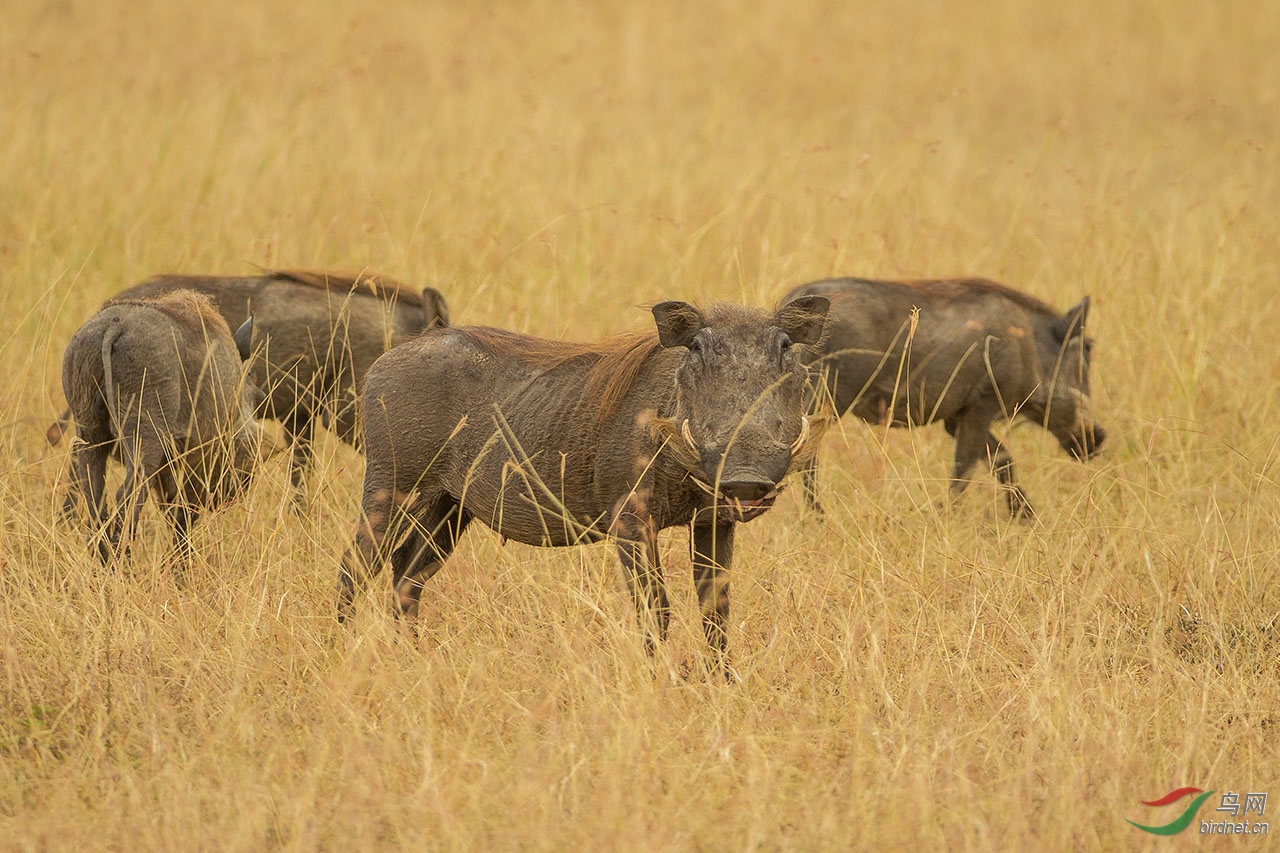 笑眯眯的非洲野猪