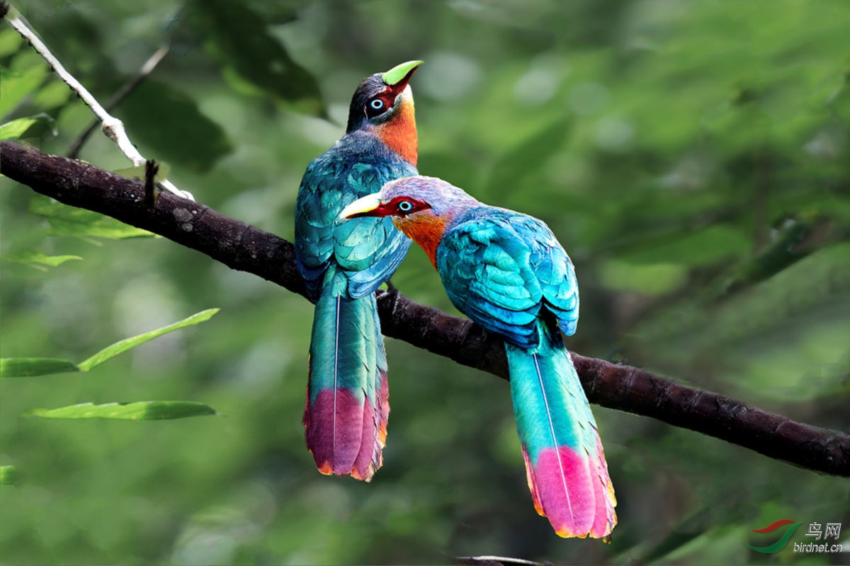 (栗胸地鹃)栗胸地鹃(祝贺荣获首页精华)