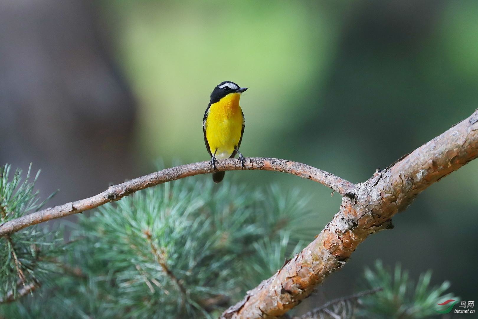 〖白眉姬鹟与赤峰锦蛇〗﹝危险的邻居﹞