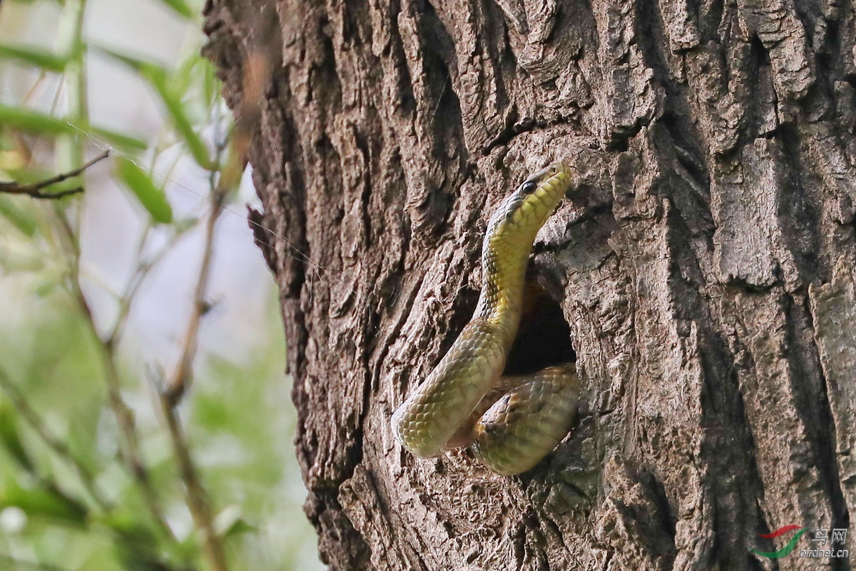 〖白眉姬鹟与赤峰锦蛇〗﹝危险的邻居﹞