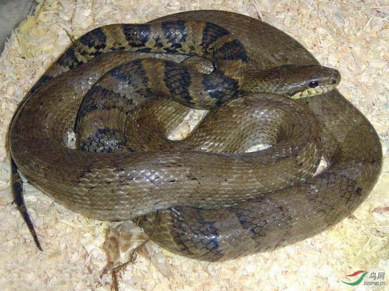 〖白眉姬鹟与赤峰锦蛇〗﹝危险的邻居﹞