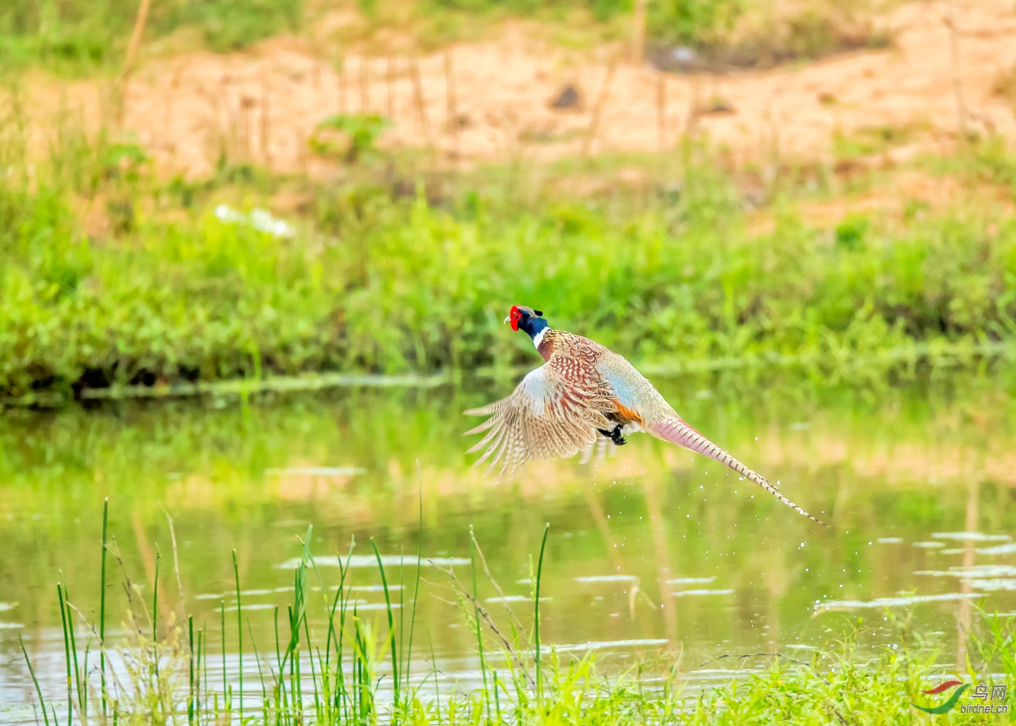 哥哥门前一条弯弯的河