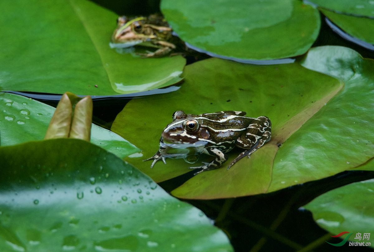 青草池塘处处蛙