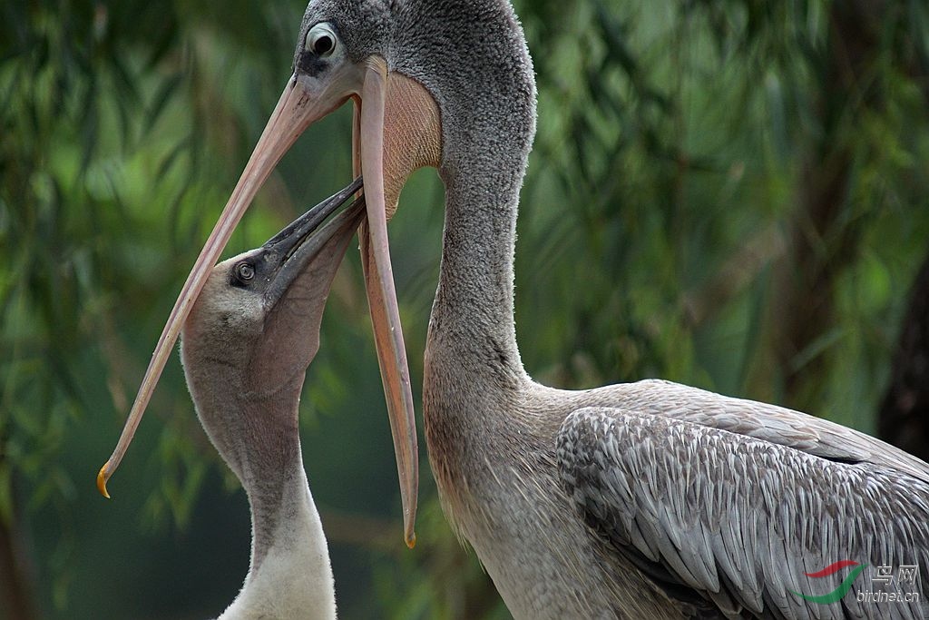 微单索尼A6000转接佳能800手动对焦试拍