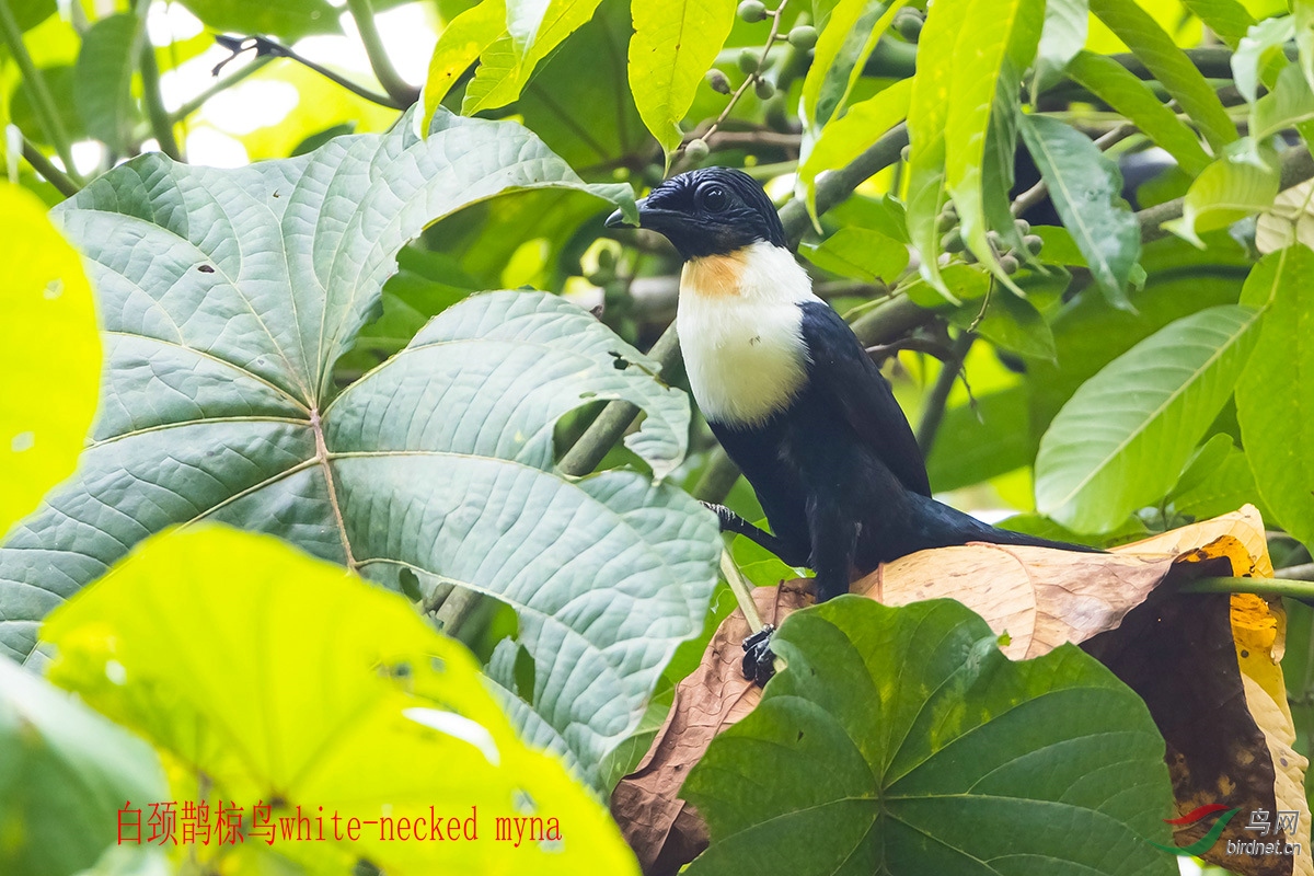 白颈八哥(白颈鹊椋鸟)white-necked myna.jpg